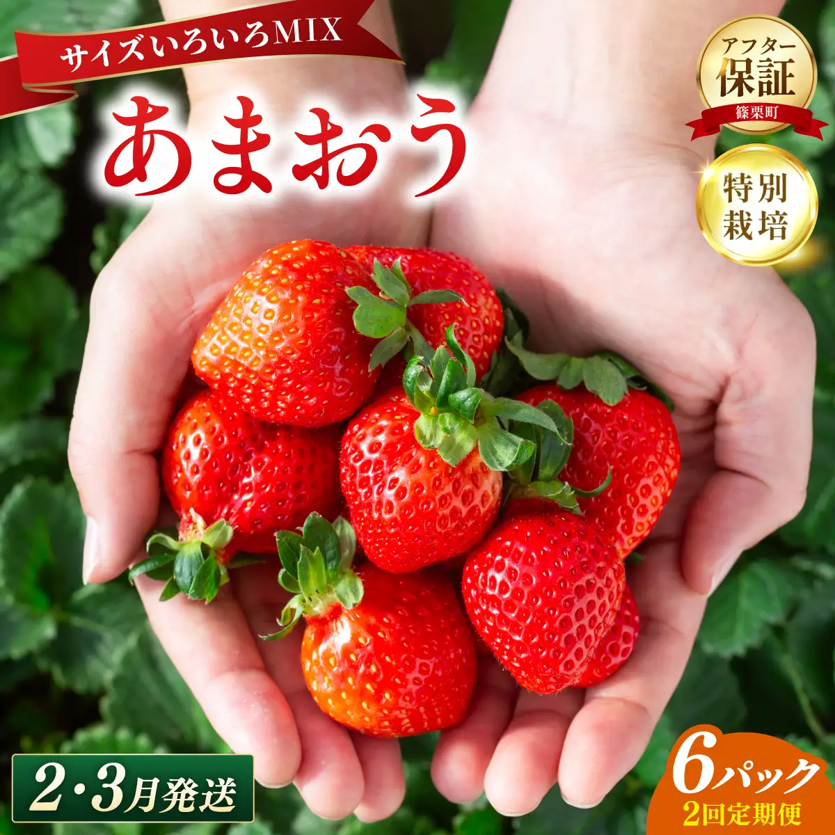 いちご 福岡県産 特別栽培 あまおう サイズいろいろMIX 約1710g（約285g×6パック）【2回定期便（2～3月発送）】