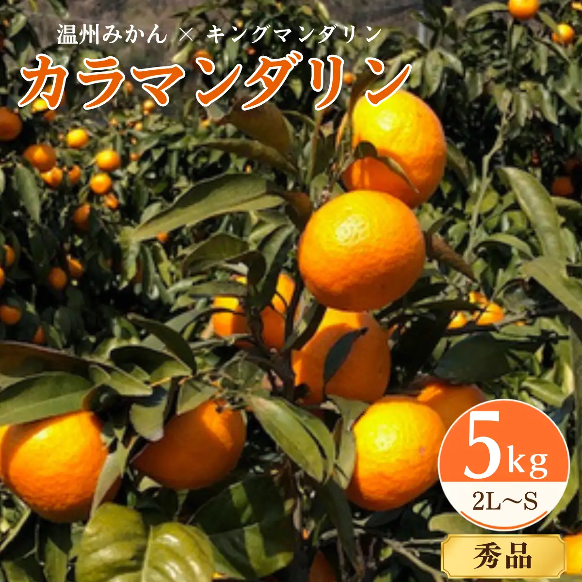 みかん【先行受付】カラマンダリン 5kg 秀 2L～S