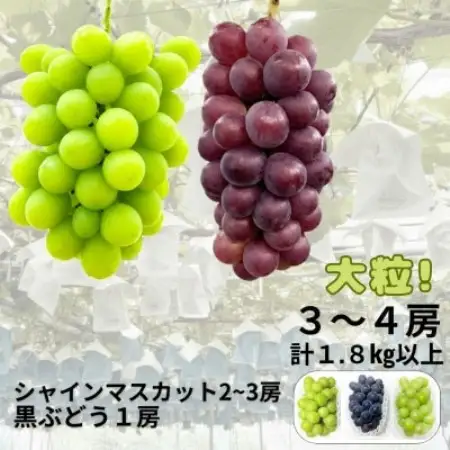 【先行受付】大粒ぶどう3～4房　合計1.8Kg以上(シャインマスカット2～3房+黒ぶどう1房)【配送不可地域：離島】【1762501】