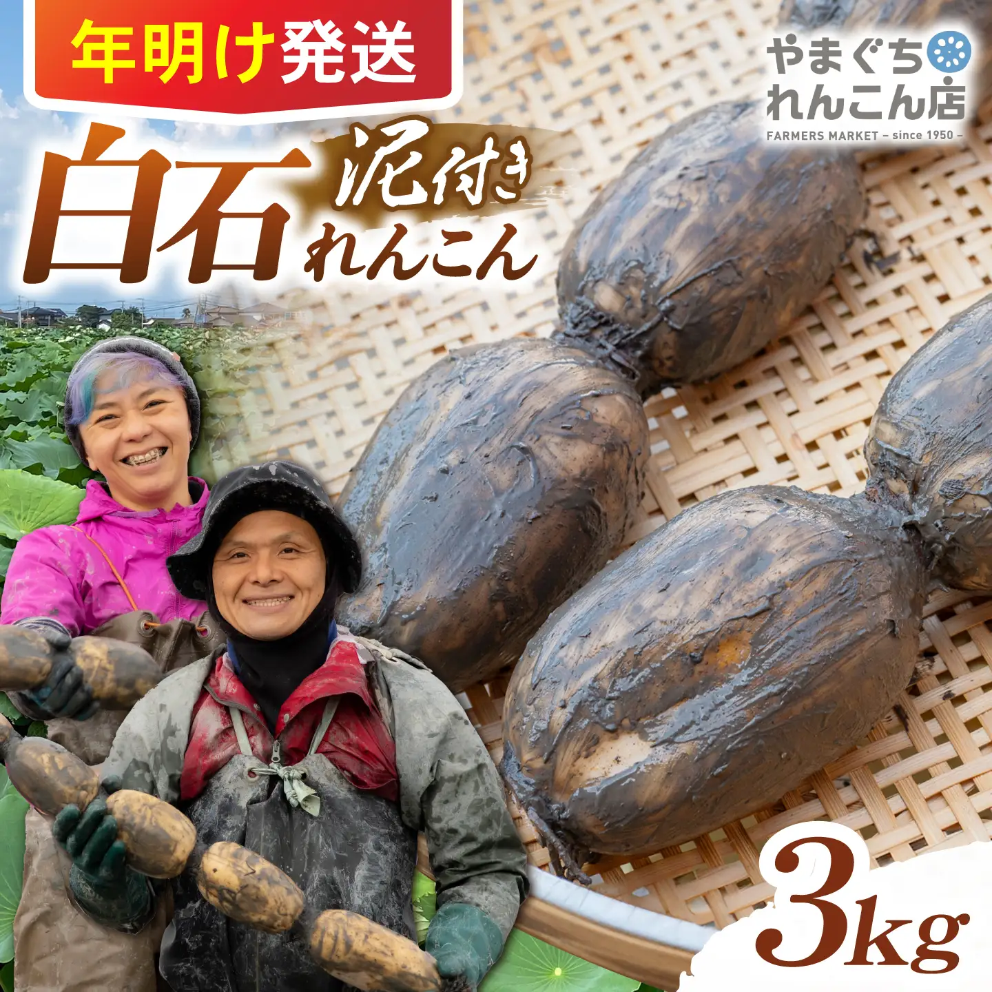 【先行予約 2027年1月〜発送】白石れんこん3kg れんこん