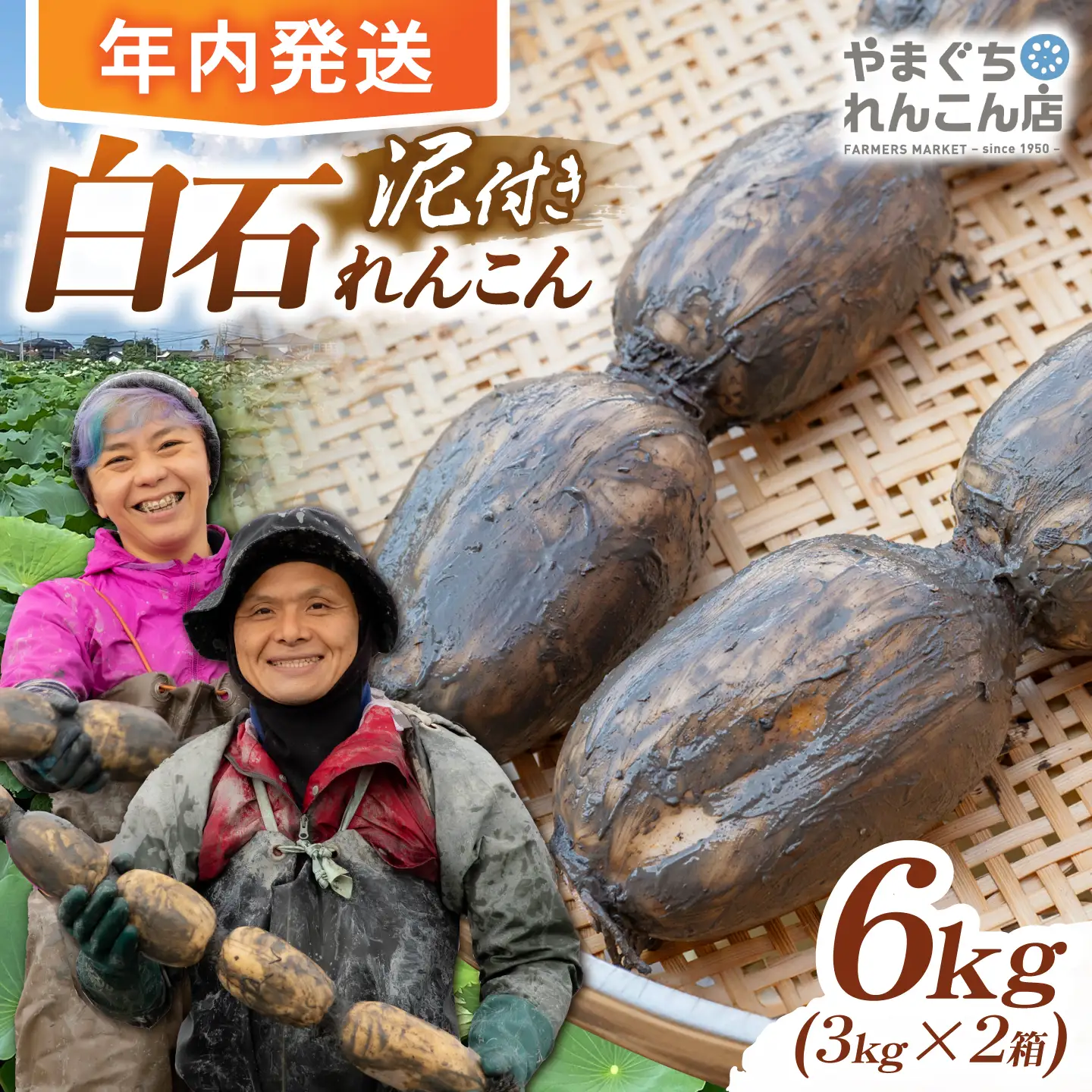【先行予約 2026年10月〜発送】 白石れんこん 6kg れんこん