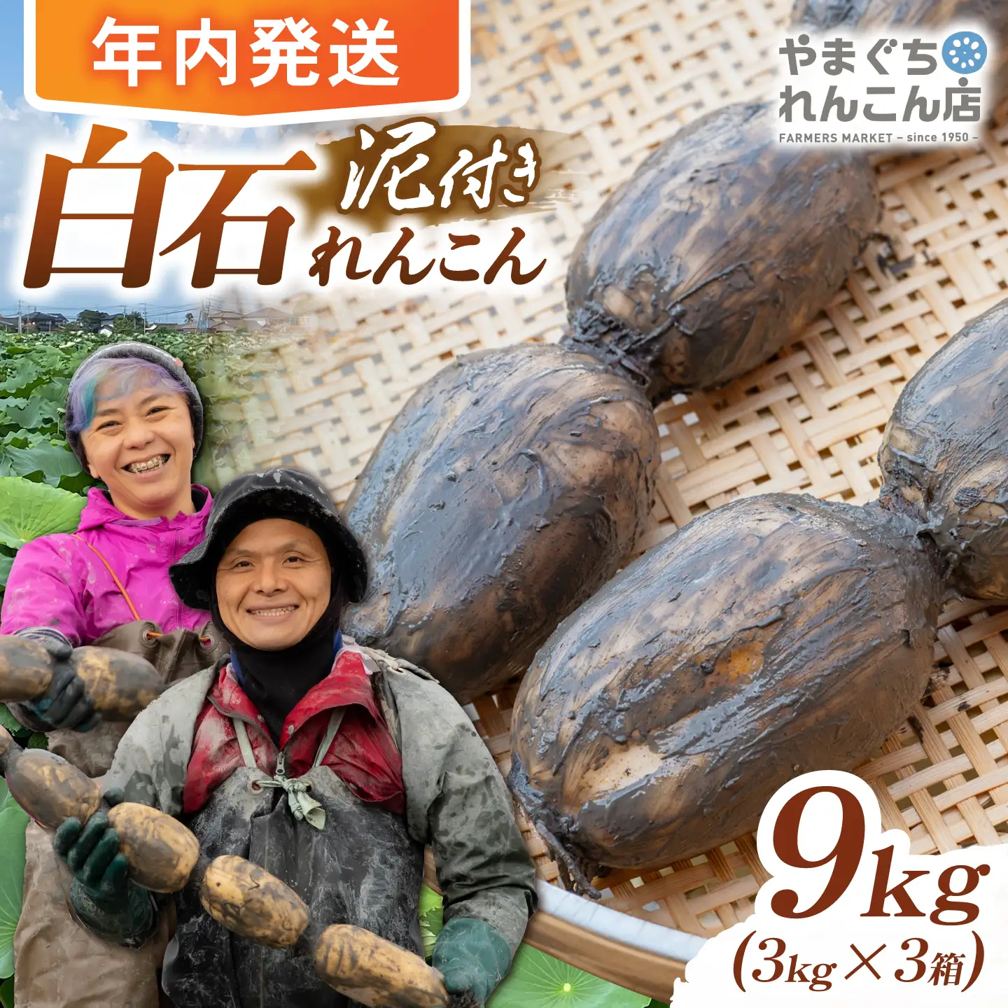 【先行予約 2026年10月〜発送】白石れんこん9kg れんこん