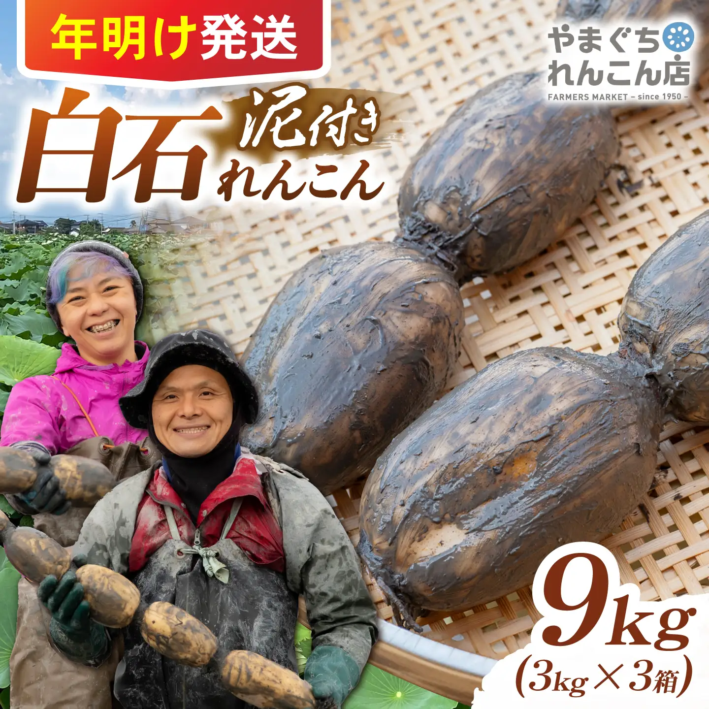 【先行予約 2027年1月〜発送】【年明け発送】 白石れんこん9kg（3kg×3箱） 【やまぐちれんこん店】[ICT009]