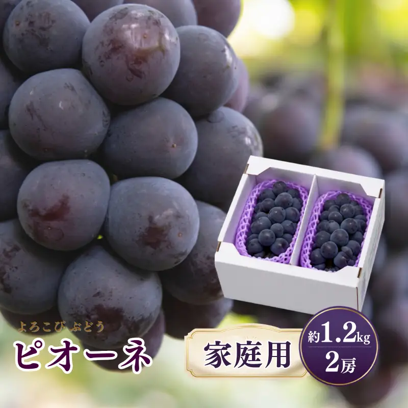 【家庭用】 もりおか農園のよろこびぶどう ピオーネ 約1.2kg 2房 【先行予約 2026年9月上旬から順次発送】