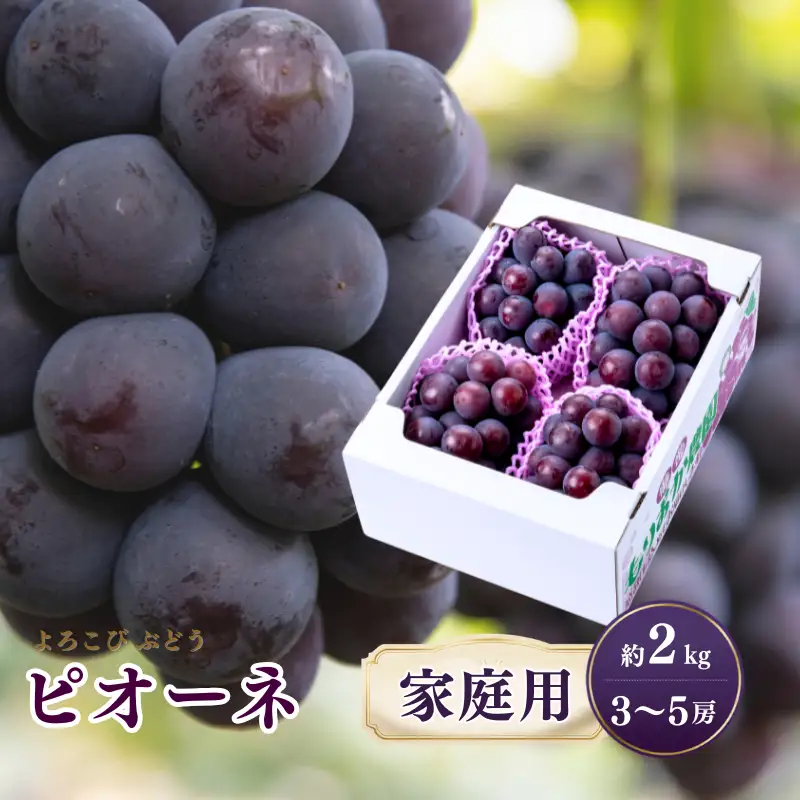【家庭用】 もりおか農園のよろこびぶどう ピオーネ 約2kg 3～5房 【先行予約 2026年9月上旬から順次発送】