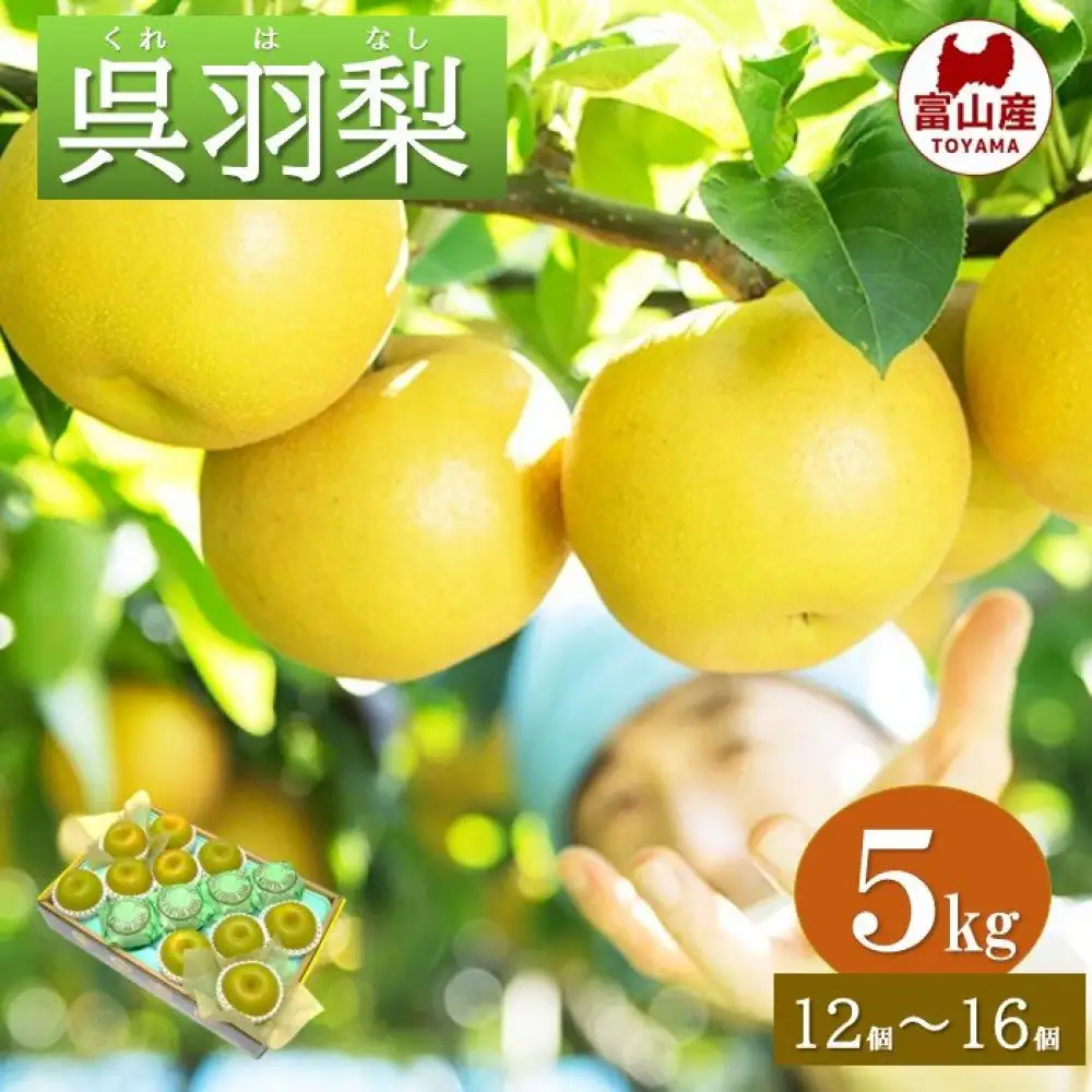 富山 大和百貨店 選定　呉羽梨　幸水　5kg（12個～16個入）