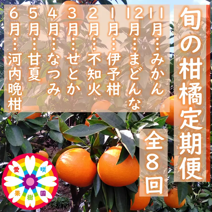 【発送月固定定期便】愛咲果樹園「旬の柑橘定期便」(11月～6月)全8回【71-78】YWTS071