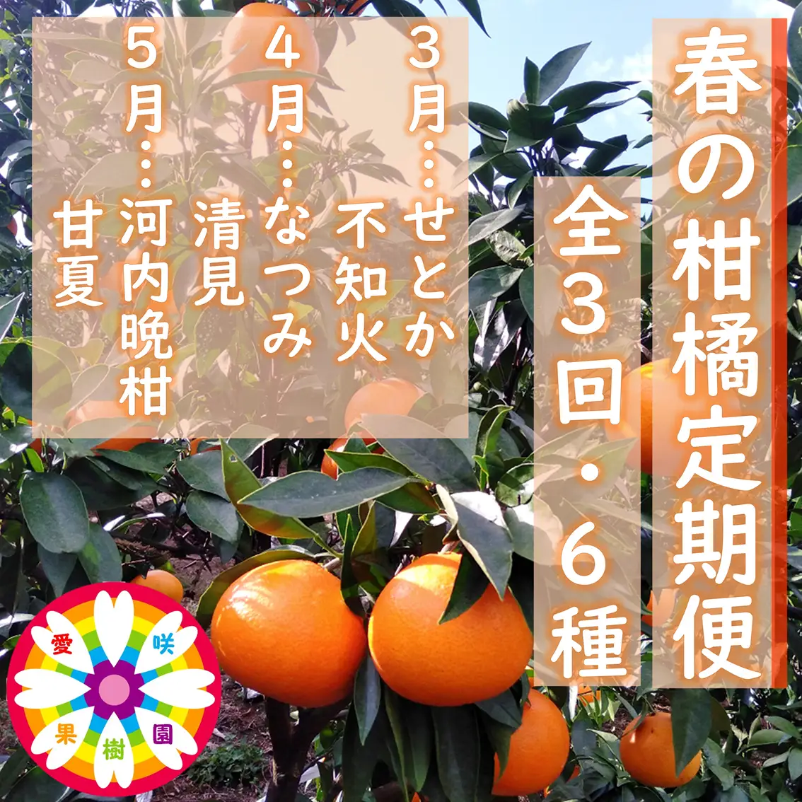 【発送月固定定期便】愛咲果樹園「春の柑橘定期便」(3月～5月)全3回【71-76】YWTS072