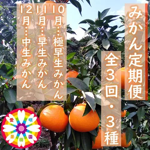 【発送月固定定期便】愛咲果樹園「みかん定期便」(10月～12月)全3回【71-74】YWTS073