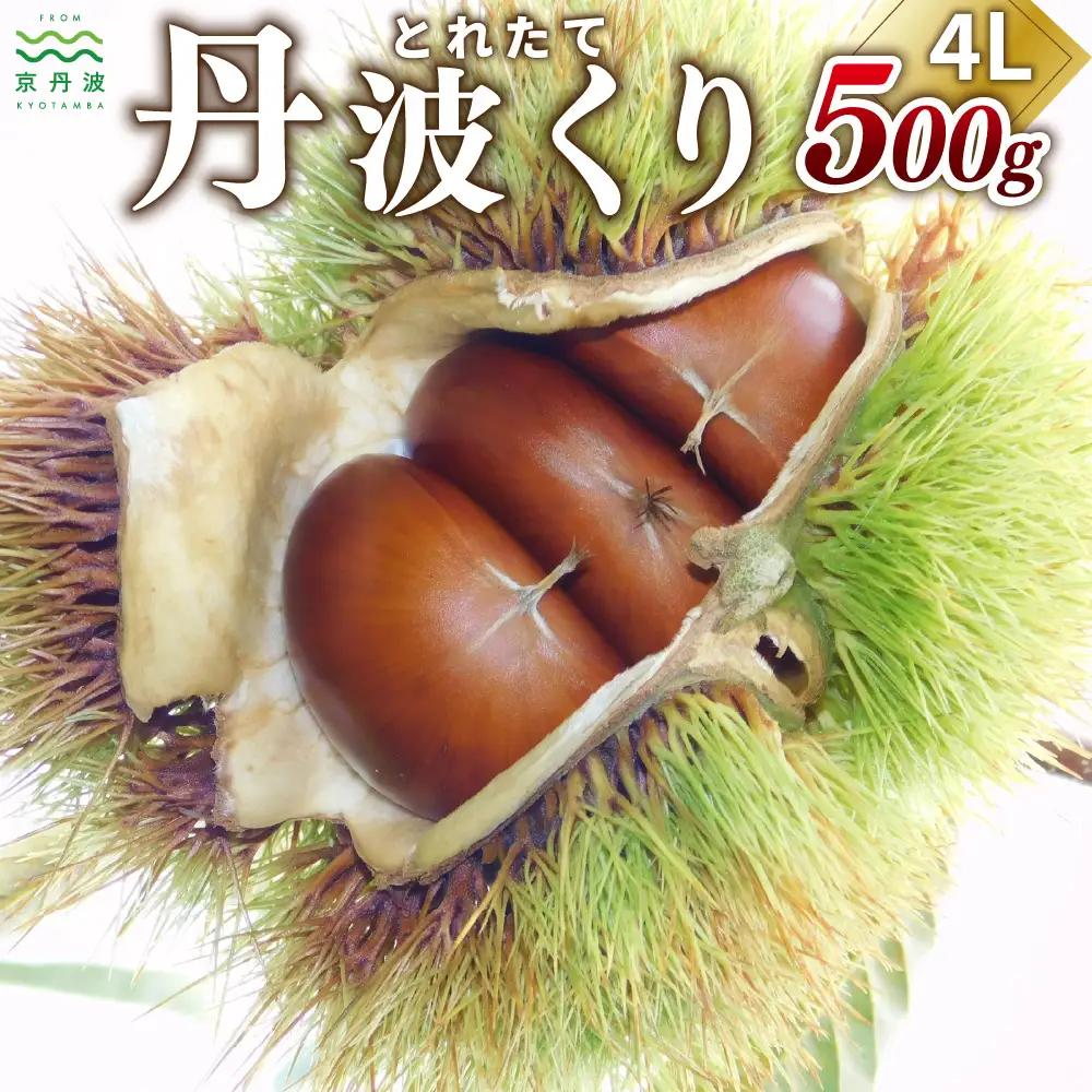 丹波くり 4L 500g とれたて / 栗