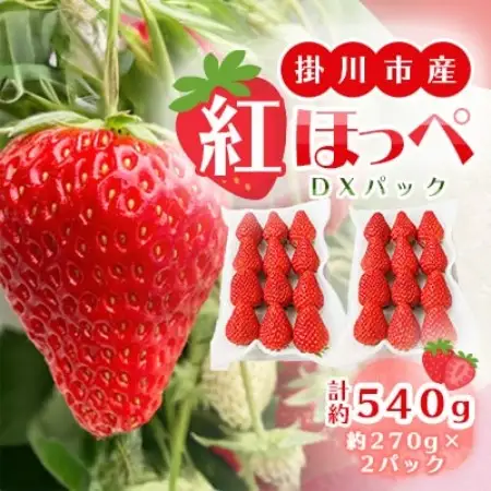 【先行受付】総重量約540g【掛川市産いちご】紅ほっぺ DXパック(2パック入)【配送不可地域：離島・北海道・沖縄県・四国・九州】【1635327】