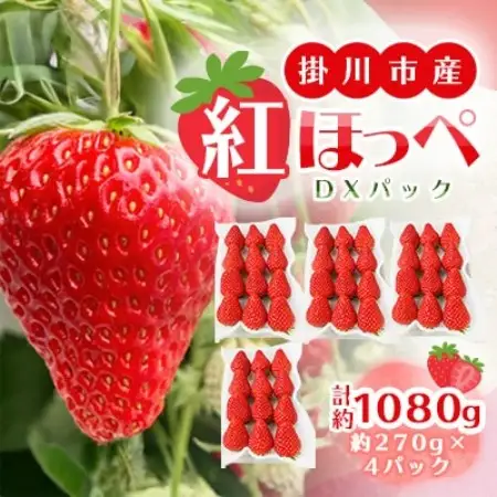 【先行受付】総重量約1080g【掛川市産】いちご・紅ほっぺ DXパック(4パック入)【配送不可地域：離島・北海道・沖縄県・四国・九州】【1635330】