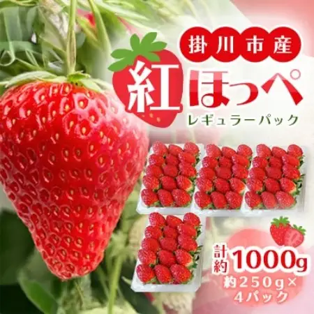 【先行受付】総重量約1000g　掛川市産・紅ほっぺ レギュラーパック 4パック入【配送不可地域：離島・北海道・沖縄県・四国・九州】【1635351】