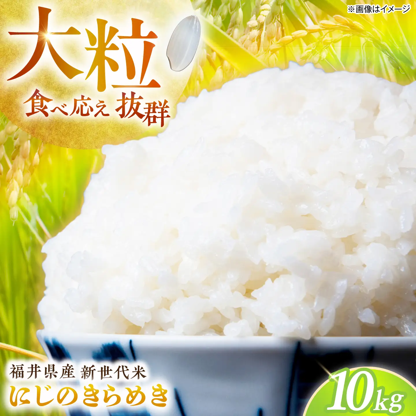 【先行予約/10月以降配送】【令和8年産】福井県 小浜産 にじのきらめき 米 10kg [BFDI004]