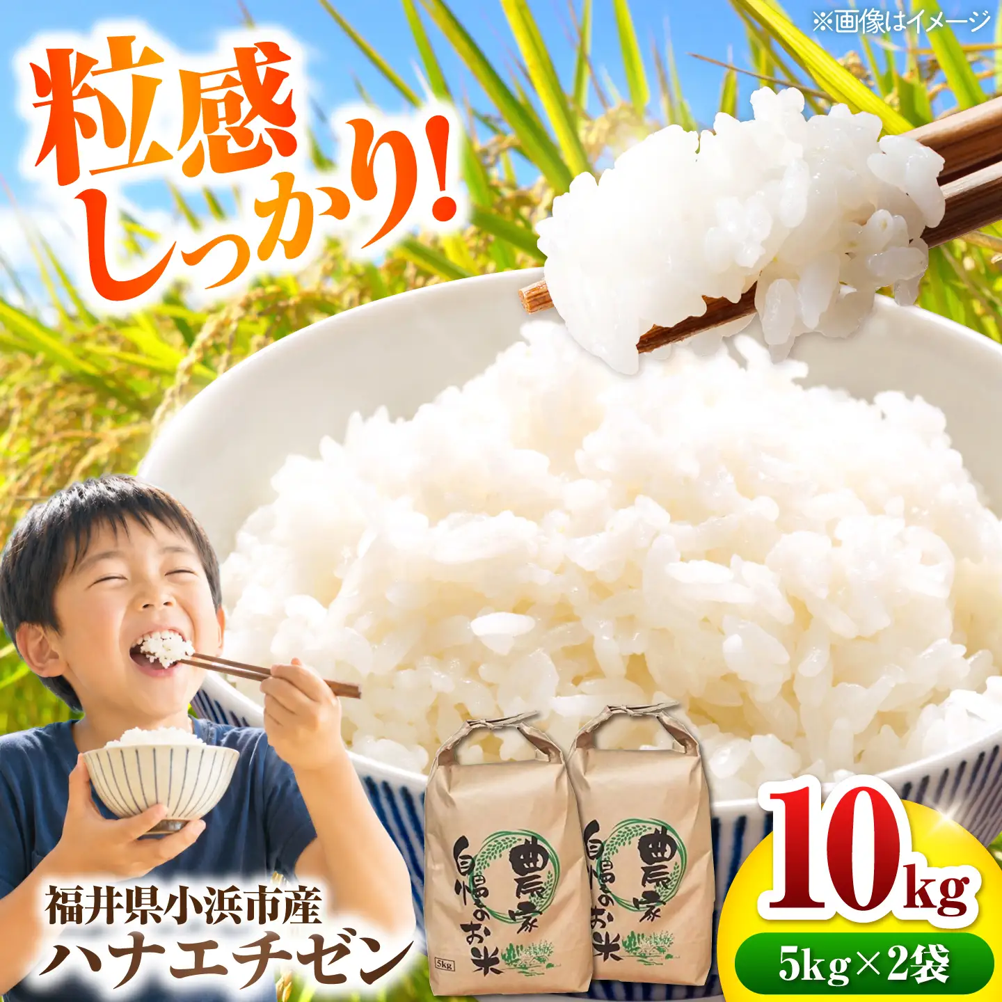 【先行予約/9月中旬以降発送】【令和8年産】小浜のハナエチゼン 米 10kg（5kg×2袋）市左衛門米屋 / 小浜市 [BFEN002]