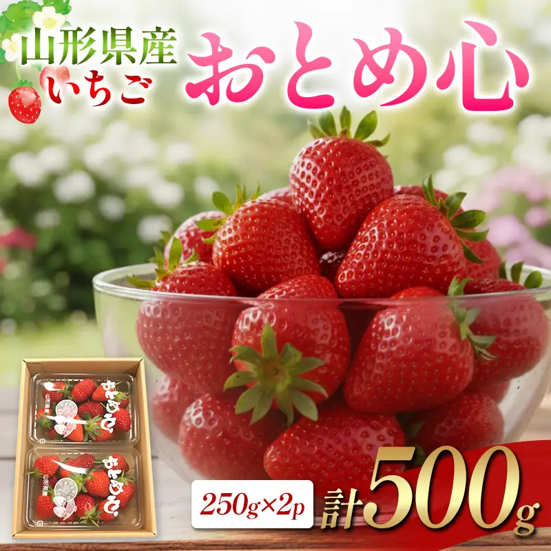 【2027年先行予約】山形県産 いちご・おとめ心 250g×2P FSY-2844