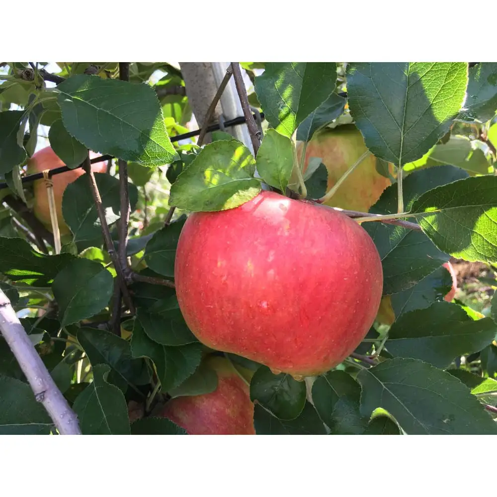 【数量限定】信州訳あり定期便3回｜りんご三種食べ比べ2kg