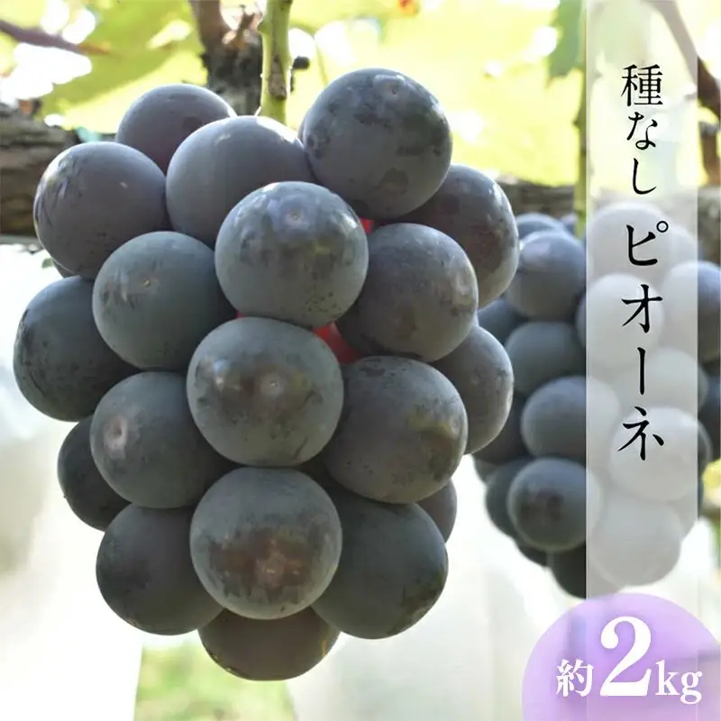 【先行予約】 種なしピオーネ 約2kg【3～4房 ぶどう 大粒 先行 予約 先行受付 フルーツ 島根県 安来市産 数量限定】【19-JY-06】