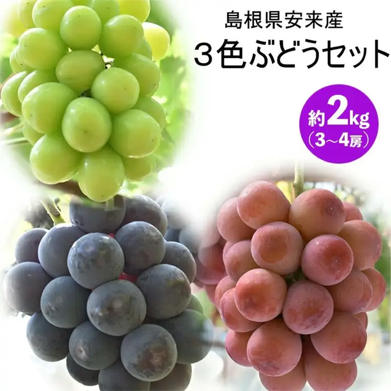 【先行予約】 3色ぶどうセット 約2kg 【3～4房 ピオーネ 巨峰 クイーンニーナ 安芸クイーン シャインマスカット 瀬戸ジャイアンツ BKシードレス ランダム お任せ 先行 予約 先行受付 フルーツ 島根県 安来市】【25-JY-08】
