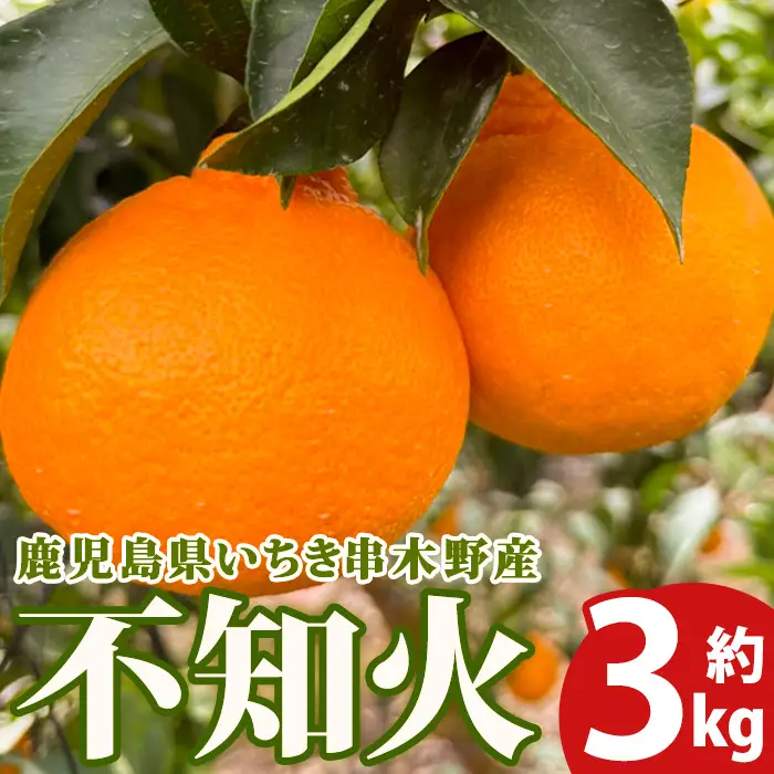 不知火 3kg箱 バラ詰め（磯部農園）※配送指定不可 | みかん 不知火【01-102-02】