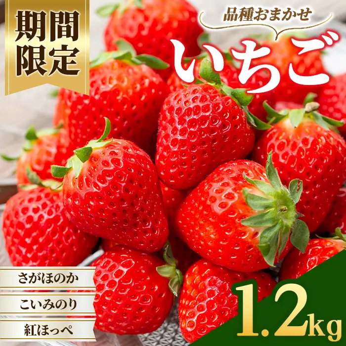 【訳あり】旬のいちご 1.2kg （さがほのか、こいみのり、紅ほっぺ）【01-087-02】