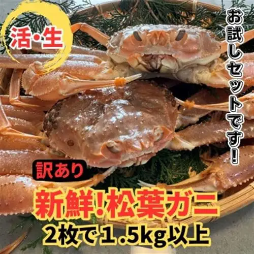 【さかなや新鮮組】鳥取県産 訳あり 活 松葉ガニ1.5kgセット ご家庭用 漁港直送【配送不可地域：離島・北海道・沖縄県・東北・信越、北陸】【1759551】