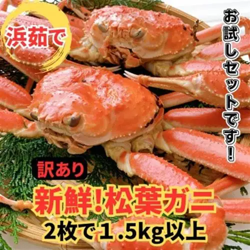 【さかなや新鮮組】鳥取県産 訳あり 浜茹で 松葉ガニ1.5kgセット ご家庭用 漁港直送【配送不可地域：離島・北海道・沖縄県・東北・信越、北陸】【1759553】