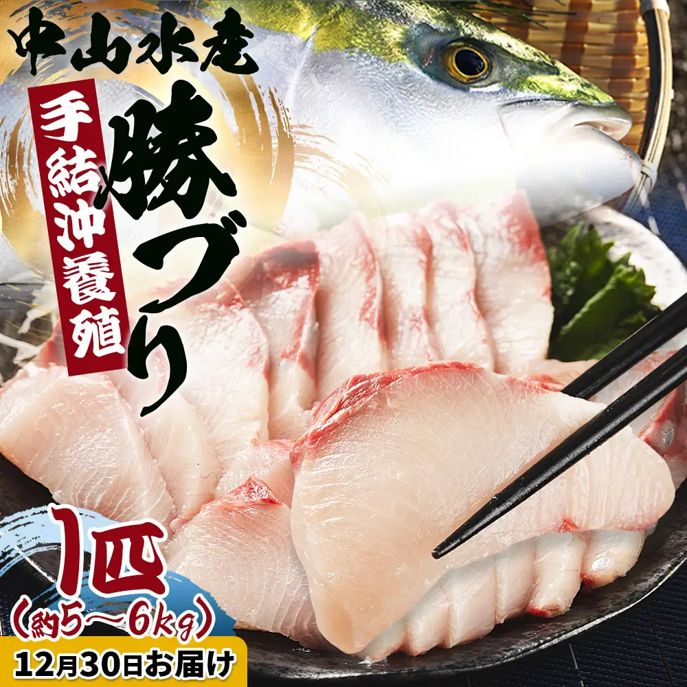 【12月30日お届け】「勝ブリ」 1匹(5kg～6kg) ブリ ny-0021
