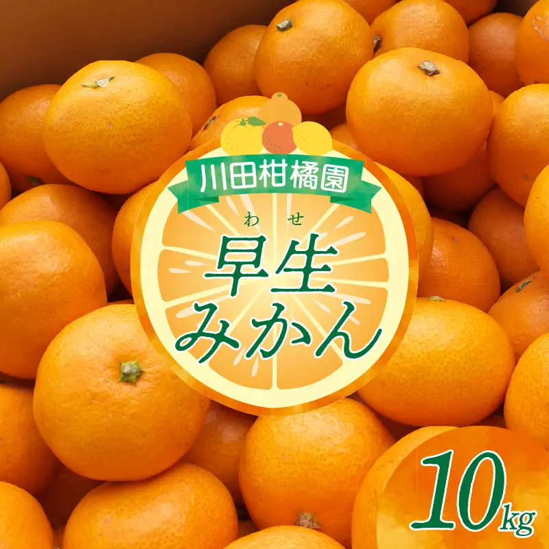 先行受付 2026年10月下旬～発送 広島大長産 「早生みかん」10kg