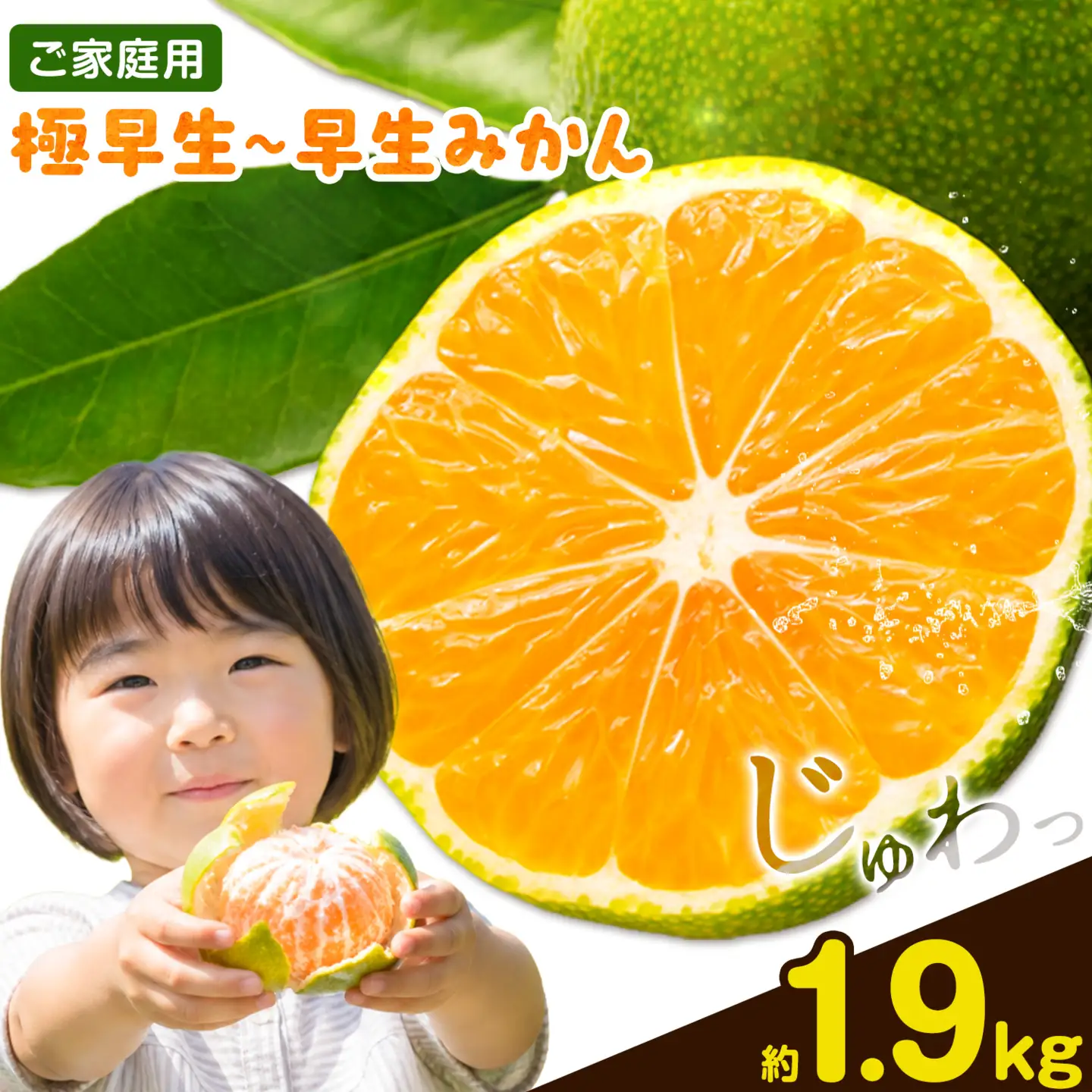 ご家庭用 早生みかん ご家庭用 みかん 約1.9kg