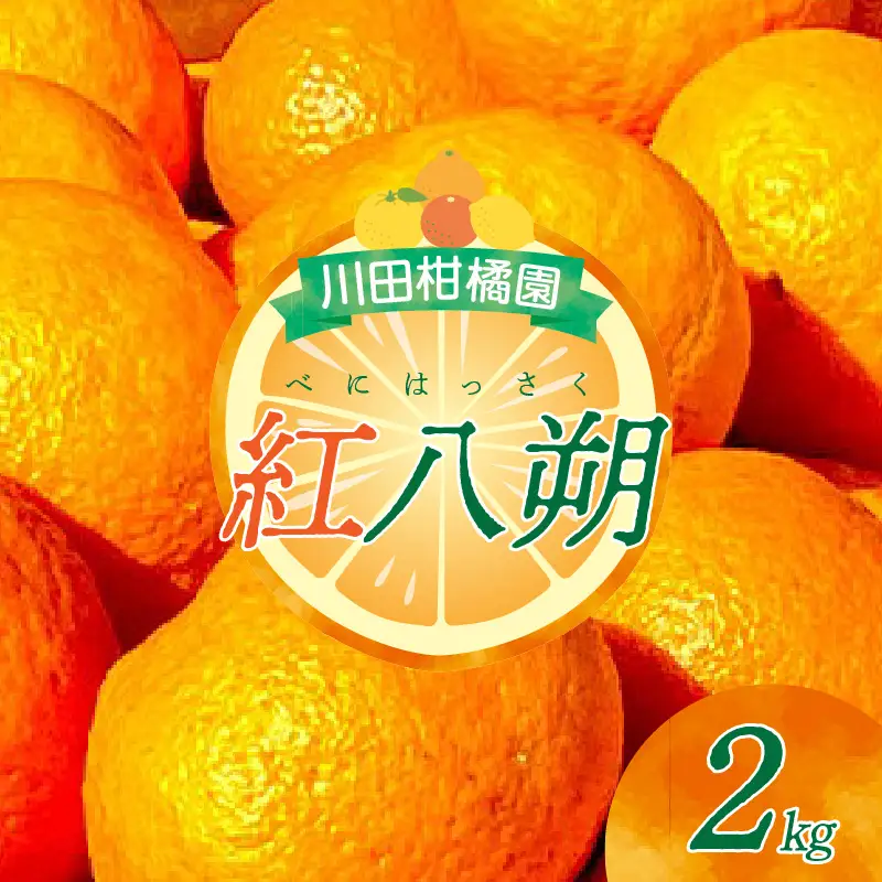 先行受付 2027年1月下旬～発送 紅八朔2kg 川田柑橘園 呉市