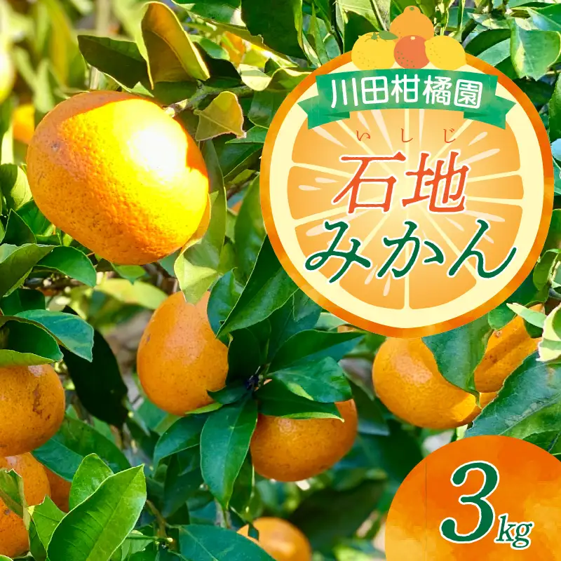 先行受付 2026年12月上旬～発送 呉市大長産「いしじみかん」3kg