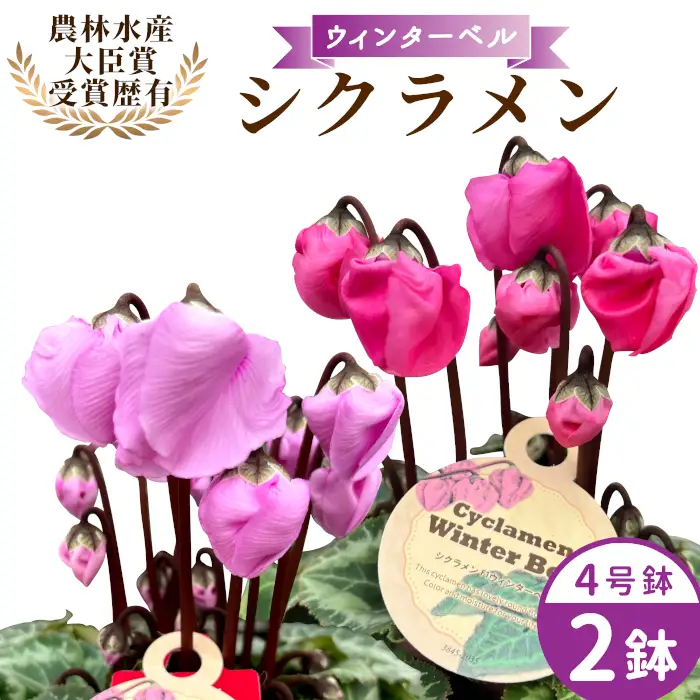 〈予約品〉【シクラメン：ウィンターベル】農林水産大臣賞受賞 愛知県産 シクラメン ４号鉢×２鉢 花 生花 マゼンタ バイオレット プレゼント 贈り物 鉢花 鉢 ガーデン ガーデニング 高品質 クリスマス -278