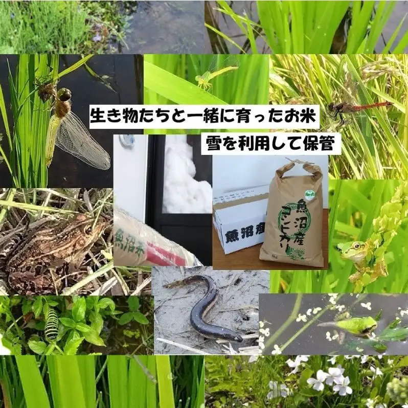【魚沼ブランド】精米10kg 2ヶ月毎に全6回お届け【農薬化学肥料栽培期間中不使用・生態系保全・再生可能エネルギー・エコファーマー・生産工程管理】魚沼産コシヒカリ