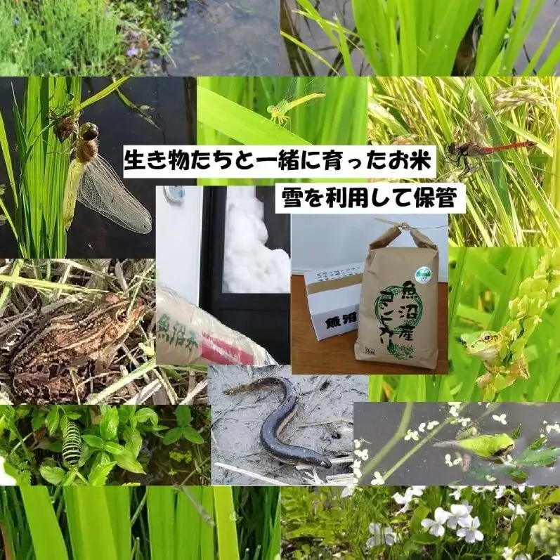 【魚沼ブランド】精米5kg 3ヶ月毎に全4回お届け【農薬化学肥料栽培期間中不使用・生態系保全・再生可能エネルギー・エコファーマー・生産工程管理】魚沼産コヒカリ
