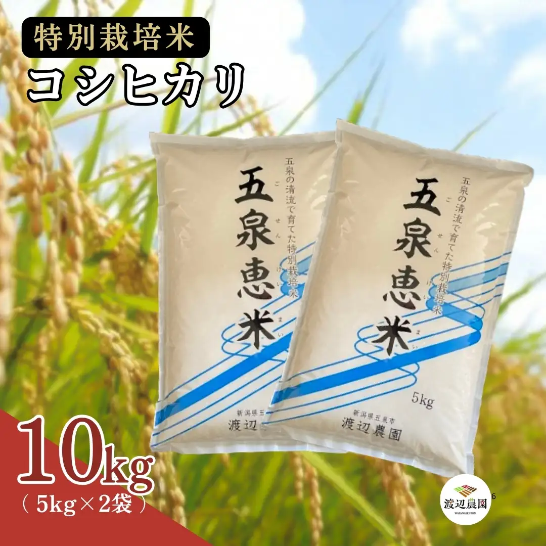 【令和7年産】新潟県産コシヒカリ 10kg(5kg×2袋) 特別栽培米 五泉恵米 | 白米 精米 米 五泉市 渡辺農園