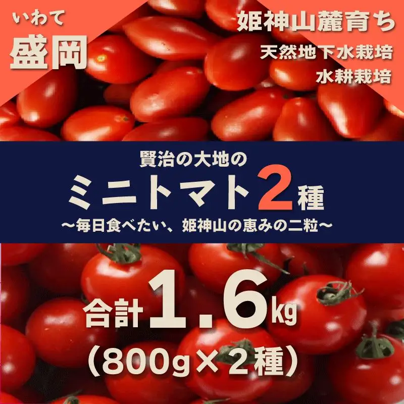 ミニトマト２種 【800ｇ×2種/計1.6㎏ 】 ミニトマト２種 盛岡市 賢治の土株式会社 kenji001 