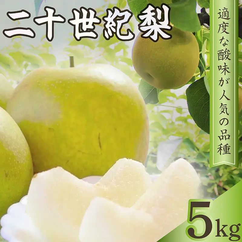 京丹後産 二十世紀梨 約5kg（13玉前後）梨