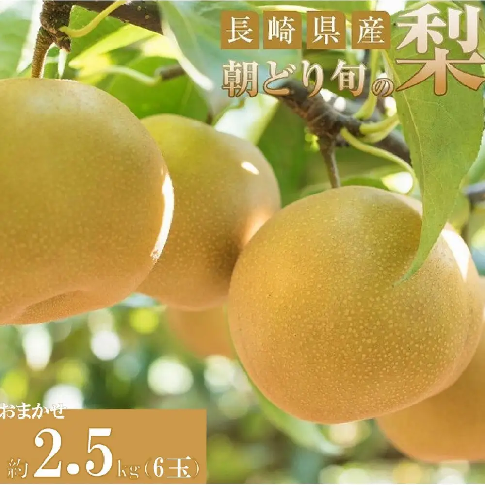 梨 約2.5kg 6玉 長崎県産 朝採れ