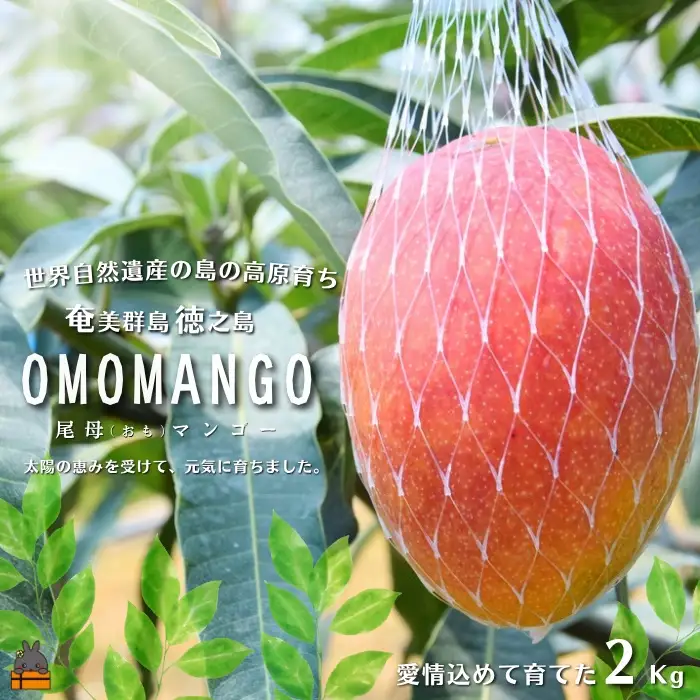 ≪今が旬！≫徳之島の高原育ち！尾母（おも）マンゴー（2kg） （ 果物
