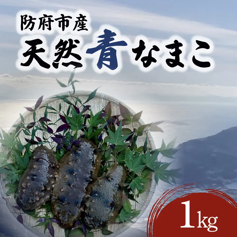 防府市産天然青なまこ1kg 凪翔政栄丸 山口県 防府市 A-F32 青なまこ ナマコ 活き 瀬戸内海 珍味 このわた 海鮮 おつまみ 刺身