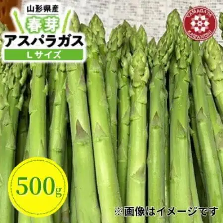 【先行予約】令和9年 山形県川西町産 雪国春アスパラガス Lサイズ　500g【配送不可地域：離島・北海道・沖縄県・信越、北陸・近畿・中国・四国・九州】【1764685】