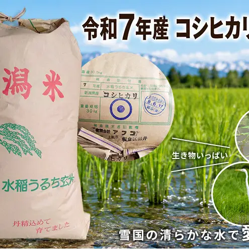 数量限定 令和7年産 新潟県上越市産 玄米 コシヒカリ 30kg 愛情栽培 アフコ・秋山農場のPB米