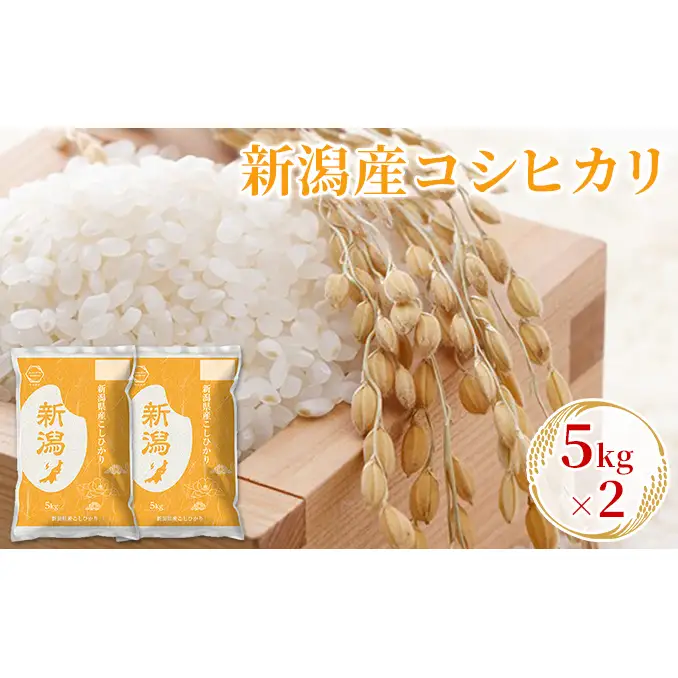 【先行予約】R8年産新潟産コシヒカリ 5kg×2 お米 精米 白米 ご飯 ブランド米 銘柄米 おにぎり お弁当 産地直送