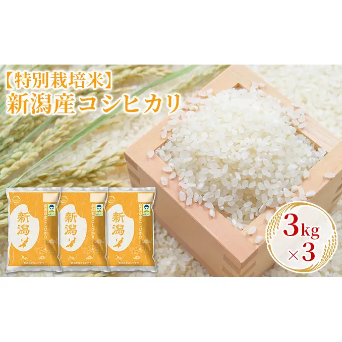 【先行予約】R8年産【特別栽培米】新潟産コシヒカリ 3kg×3 お米 精米 白米 ご飯 ブランド米 銘柄米 おにぎり お弁当 産地直送