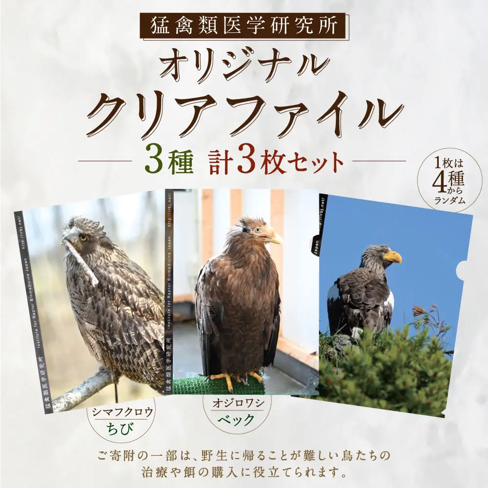 7日程度で発送 】 猛禽類医学研究所オリジナルクリアファイル 3種