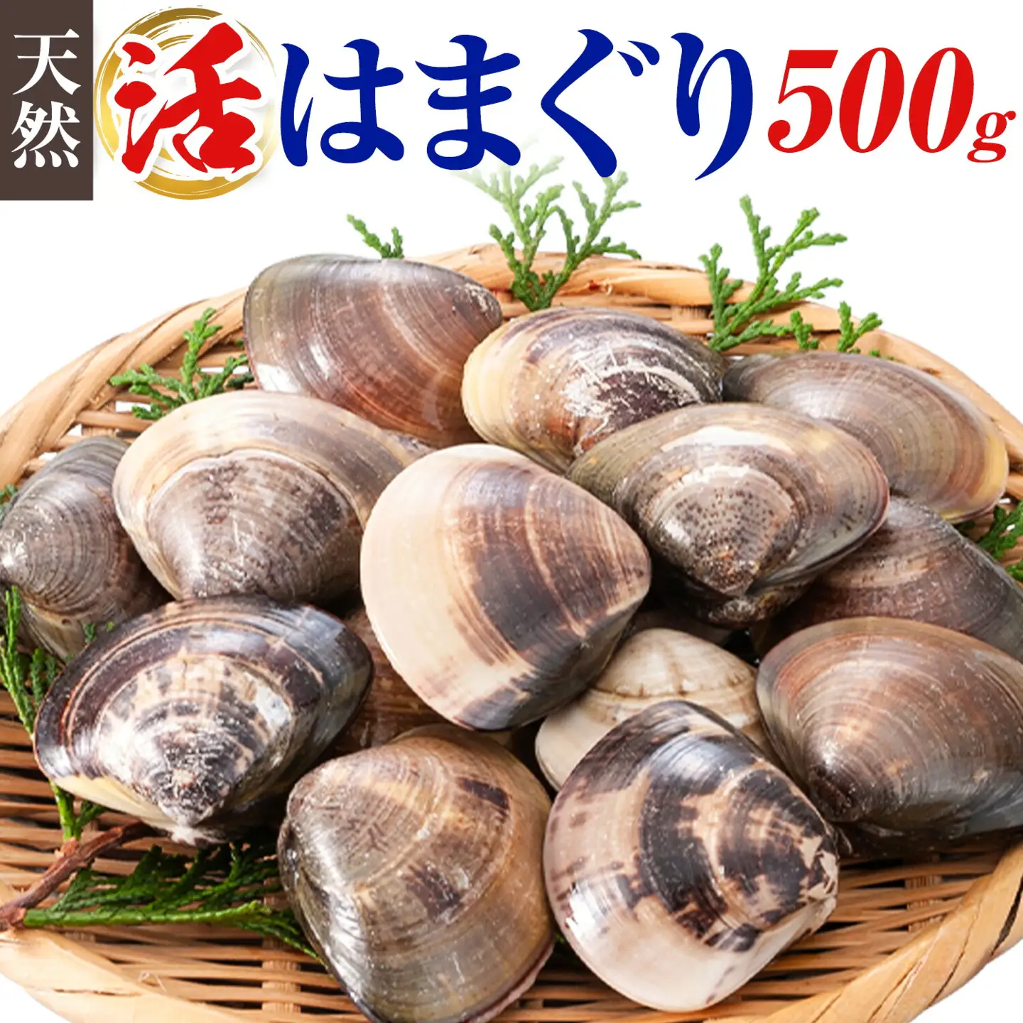 数量限定 天然 活 はまぐり 500g 寺田水産