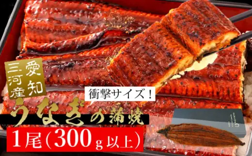 《規格外サイズ！》とても大きな三河産うなぎ 蒲焼1尾（300g以上） 国産 鰻 愛知・A135-13