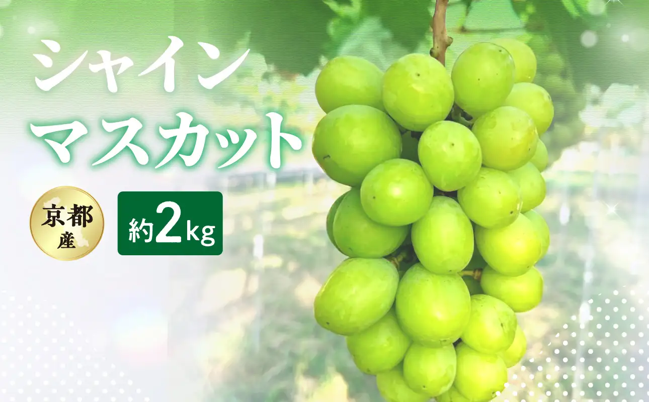 2026年 シャインマスカット 約2kg 京都木津川市産 フルーツ 106-02