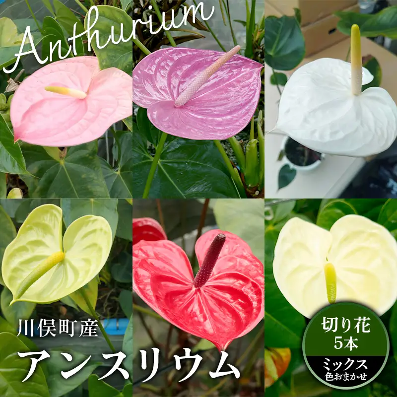 川俣町産 アンスリウム ミックス 福島県 ハウス 栽培 インテリア 自然 植物 花 切り花 FAF-0234